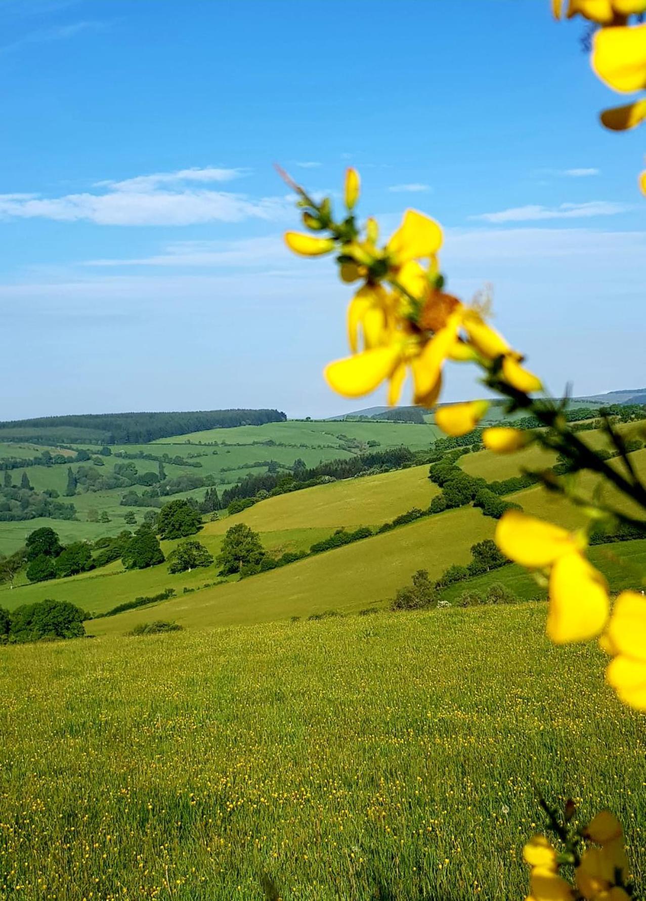 Eco Accommodation Cornflower Craven Arms Bagian luar foto